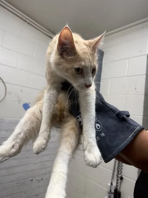 Nutmeg