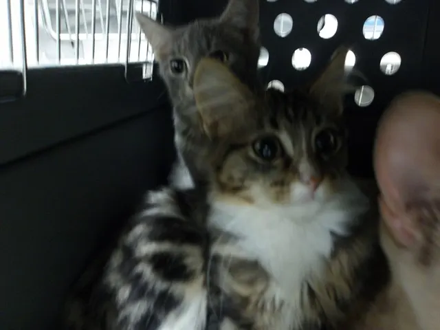 Adoptable Cat