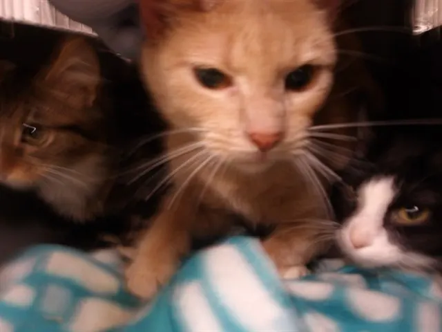 Adoptable Cat