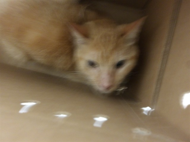 Adoptable Cat