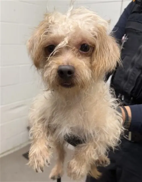 Jack-O-Lantern