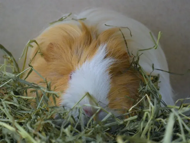 Gertie