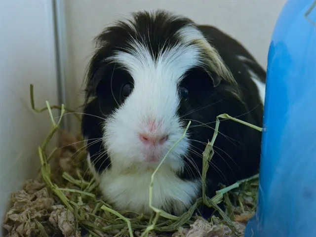 Skunk