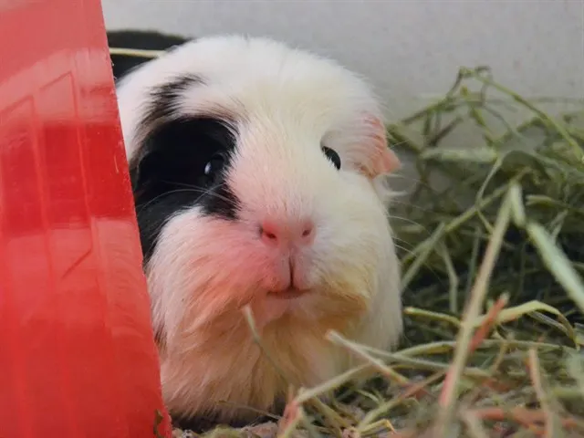 Winnie