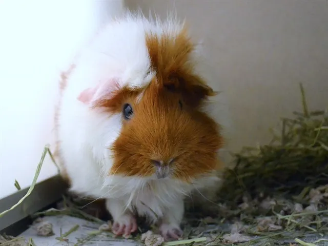 Minnie