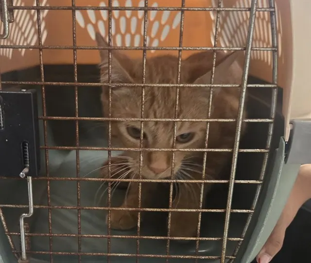 Adoptable Cat