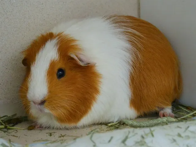 Floppy