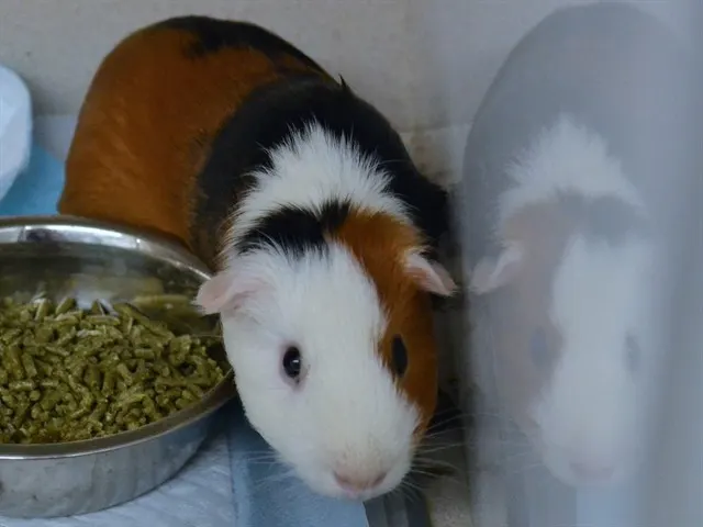 Maltese