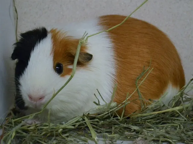Cordy