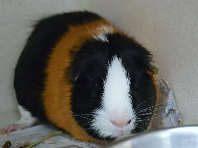 Cosmo