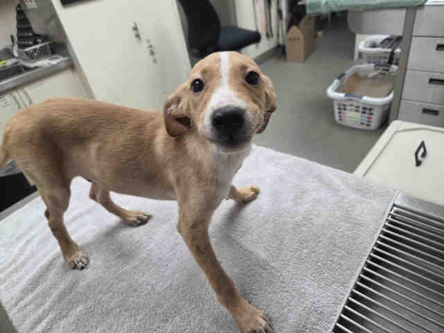 Adoptable Dog
