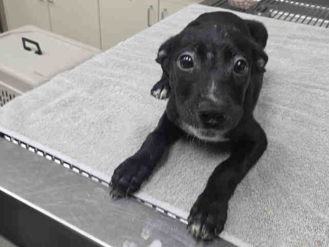 Adoptable Dog