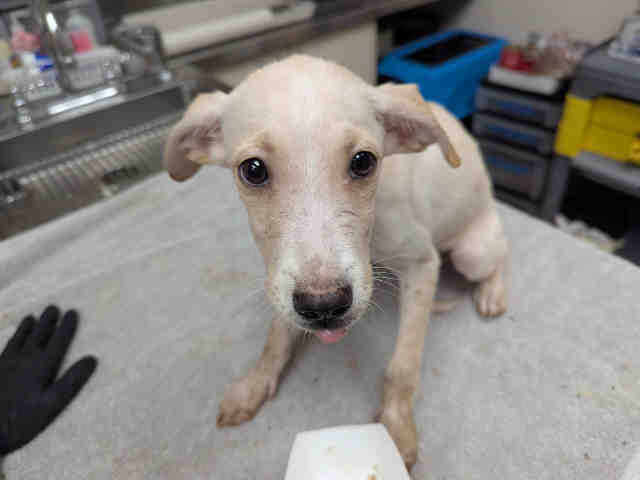 Adoptable Dog