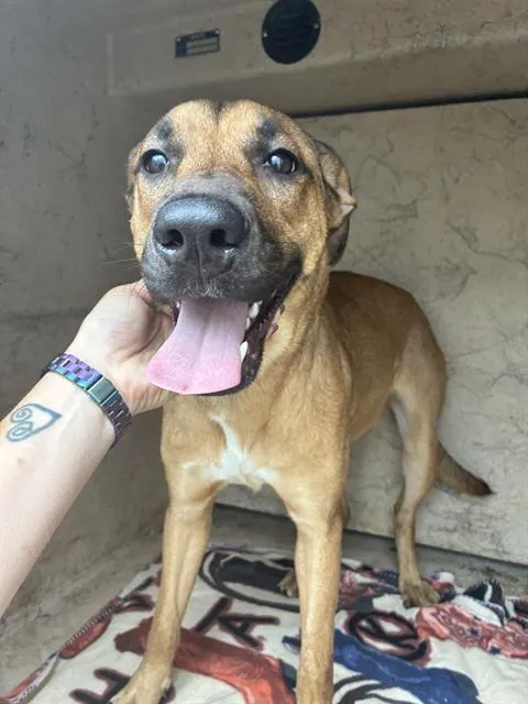 Adoptable Dog