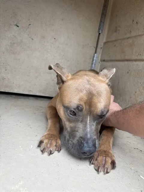 Adoptable Dog