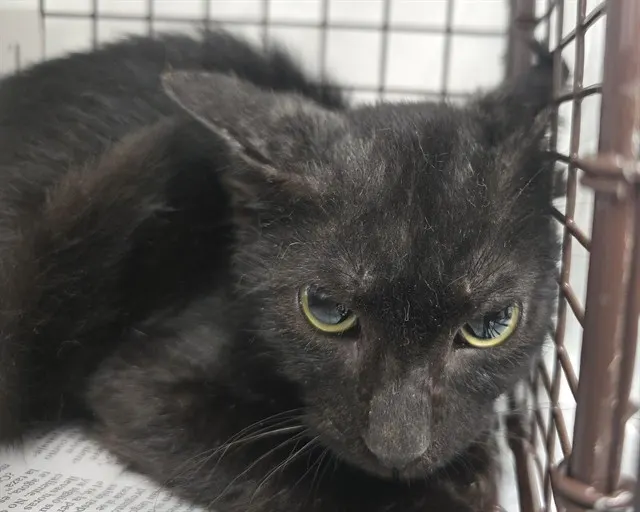 Adoptable Cat
