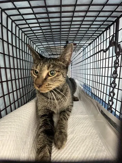 Adoptable Cat