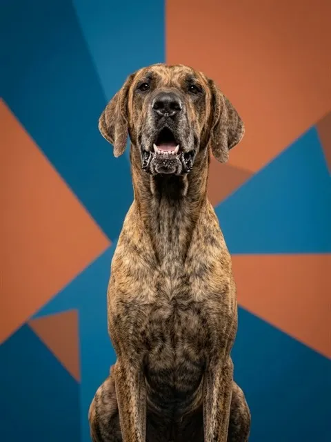 Moose