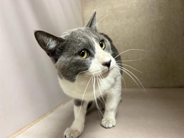 Adoptable Cat