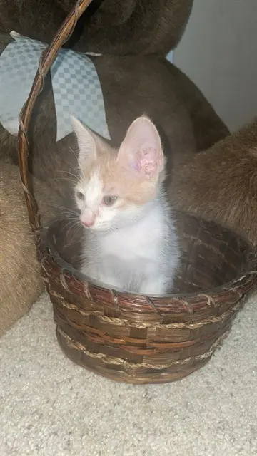 Oliver