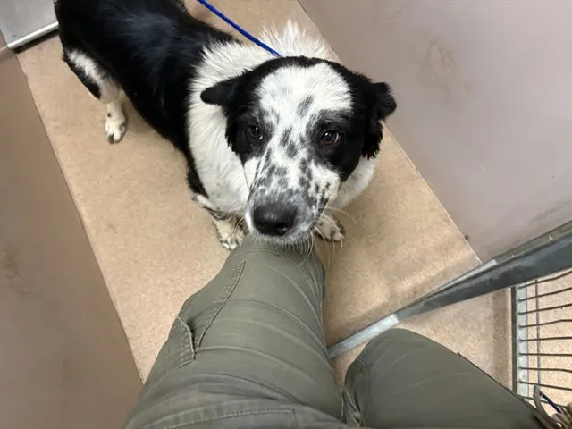 Adoptable Dog