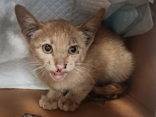 Adoptable Cat