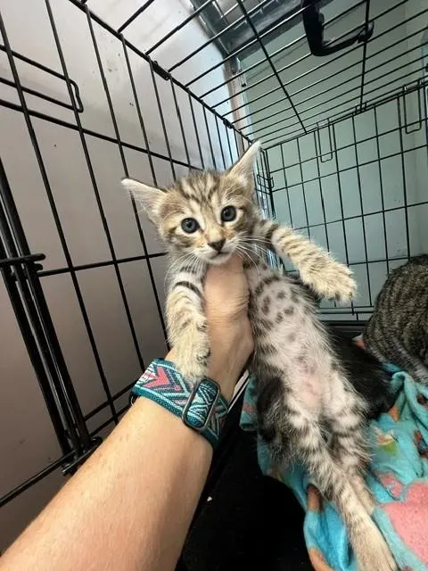 Adoptable Cat