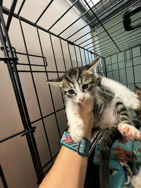 Adoptable Cat