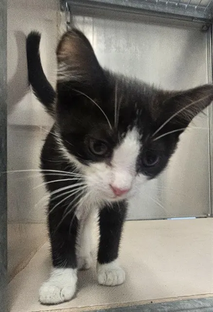 Adoptable Cat