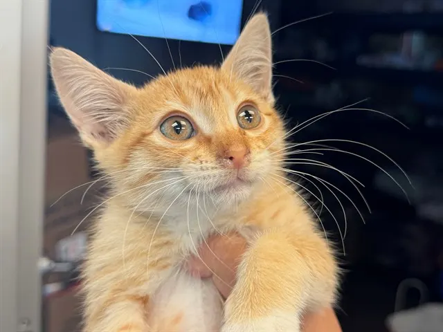 Adoptable Cat