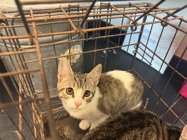 Adoptable Cat