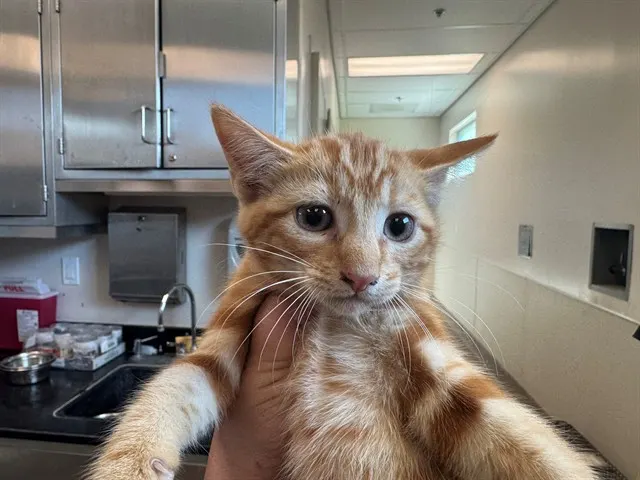 Adoptable Cat