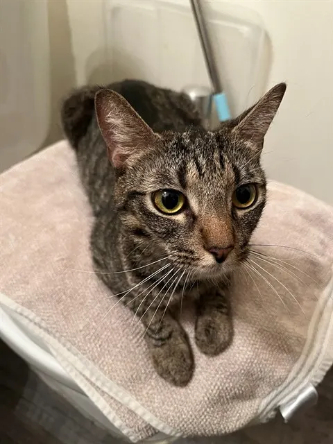 Adoptable Cat