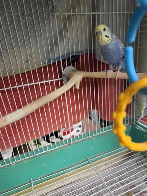 Sir Chirps-A-Lot