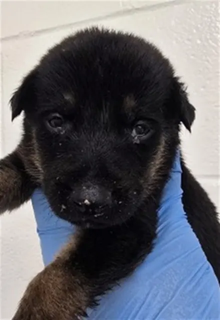 Adoptable Dog