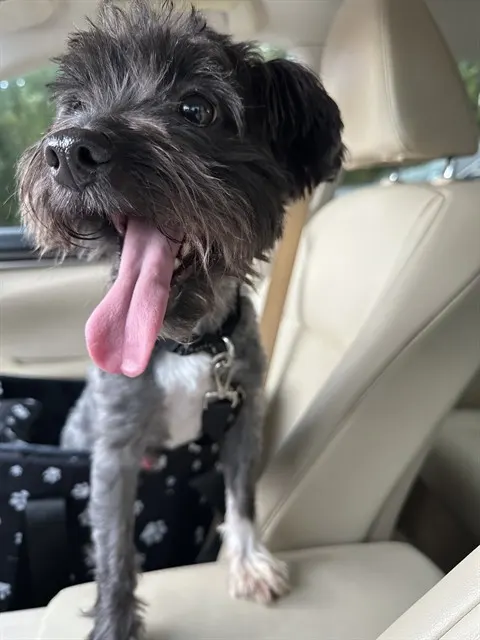 Peanut