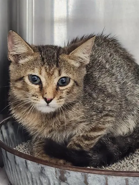 Adoptable Cat