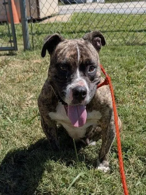 Dixie