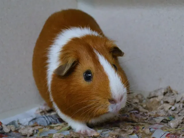 Mini Crush