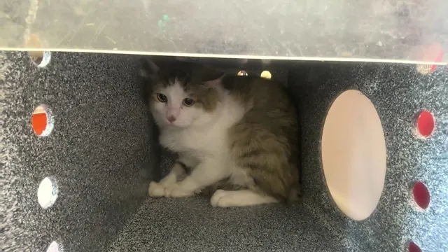 Barn Cat Louie