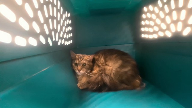 Barn Cat Birdie