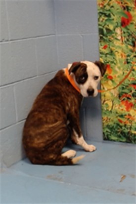 Adoptable Dog