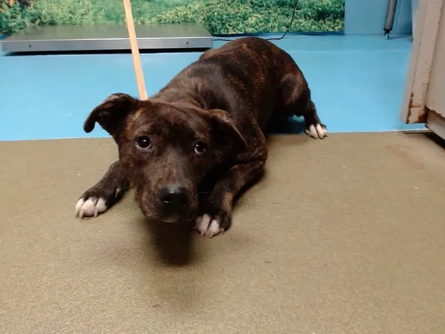 Adoptable Dog