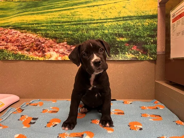 Adoptable Dog