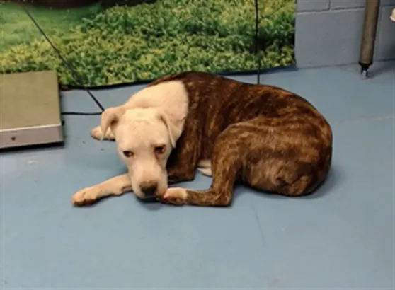 Adoptable Dog
