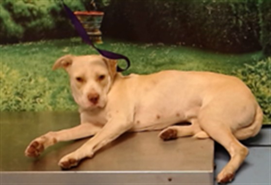 Adoptable Dog