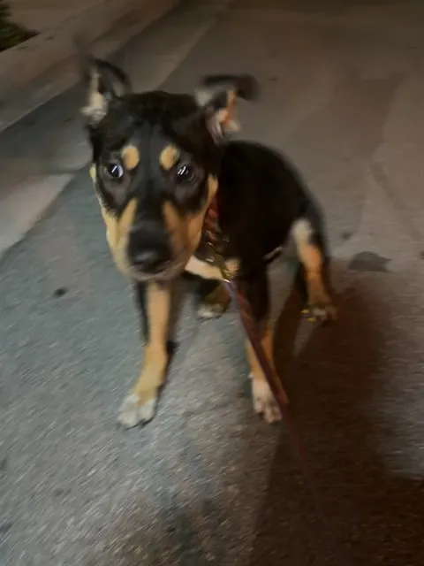 Mimi