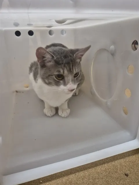 Adoptable Cat