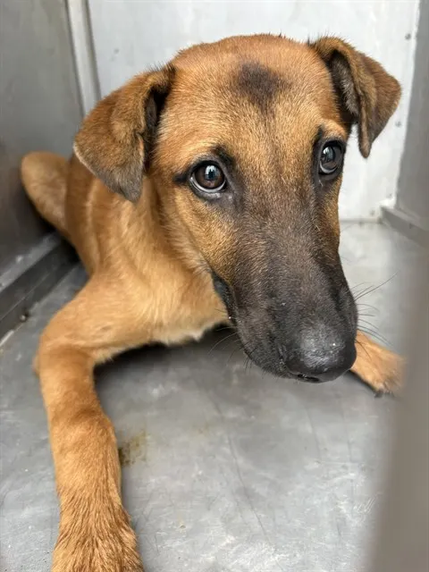 Adoptable Dog