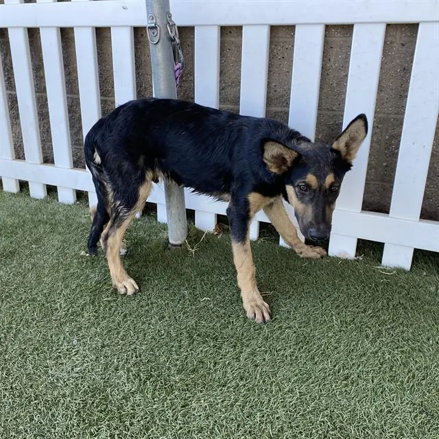 Adoptable Dog